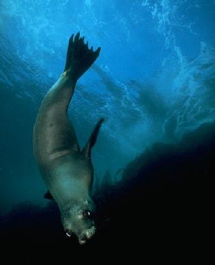 sealions